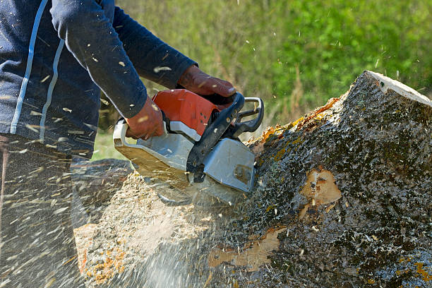 Best Commercial Tree Services  in Winchester, CA