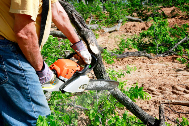 How Our Tree Care Process Works  in  Winchester, CA