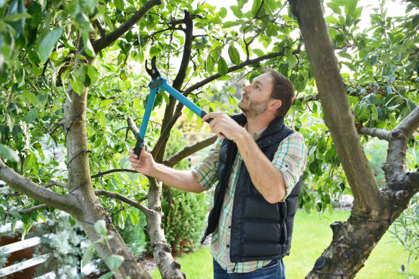Best Tree Cabling and Bracing  in Winchester, CA